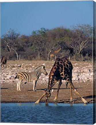 Framed Namibia, Etosha NP, Angolan Giraffe, zebra Print