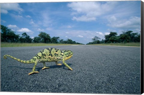 Framed Namibia, Caprivi Strip, Flap-necked Chameleon lizard crossing the road Print