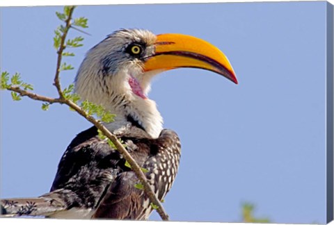 Framed Profile of yellow-billed hornbill bird, Kenya Print