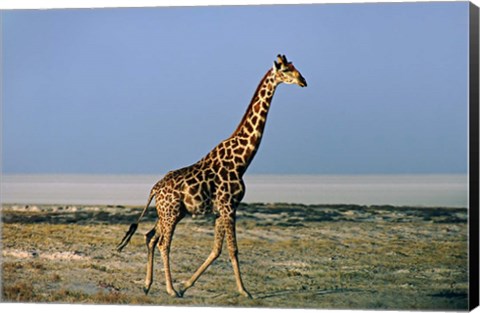 Framed Namibia, Etosha NP, Angolan Giraffe with salt pan Print