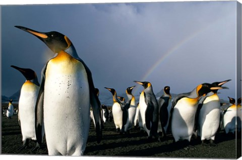 Framed Rainbow Above Colony of King Penguins, Saint Andrews Bay, South Georgia Island, Sub-Antarctica Print