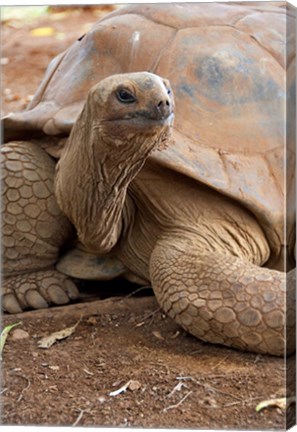 Framed Seychelle Aldabran Land Tortoise, Casela Park, Mauritius Print