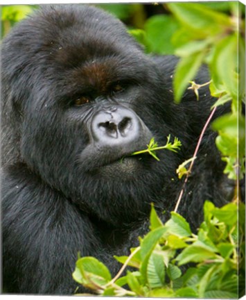 Framed Rwanda, Silverback Mtn Gorilla, Volcanoes NP Print