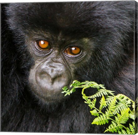 Framed Rwanda, Volcanoes NP, Mountain Gorilla Staring Print