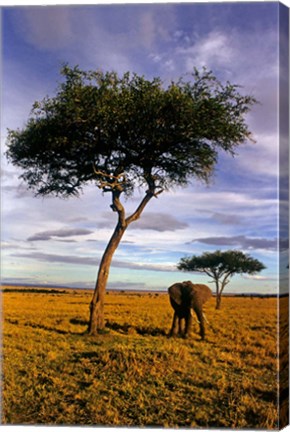 Framed Solitary Elephant Wanders, Maasai Mara, Kenya Print