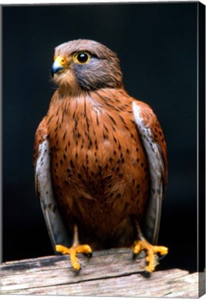 Framed Rock Kestrel Portrait, Cape Town, South Africa Print