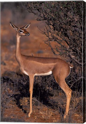 Framed Samburu Gerenuk, Kenya Print