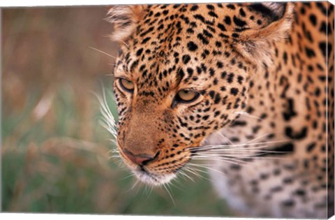 Framed Samburu Leopard, Kenya Print