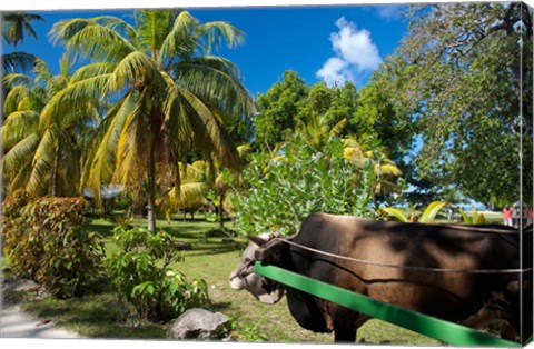 Framed Seychelles, La Digue, ox-cart transport Print