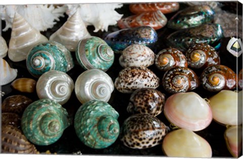 Framed Shells for sale in market, Mahe Island, Seychelles Print