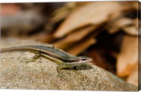 Framed Skink Lizard on Fregate Island, Seychelles, Africa Print