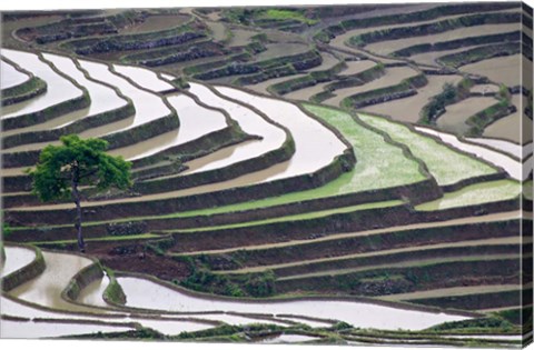 Framed Rice terraces, Yuanyang, Yunnan Province, China. Print