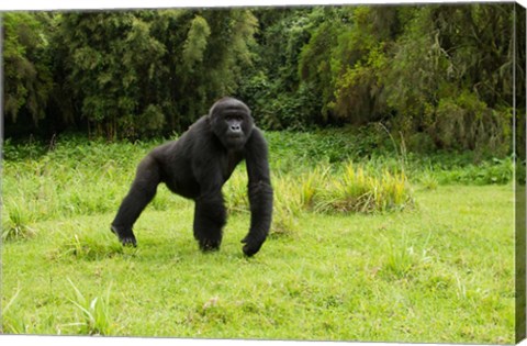 Framed Rwanda, Volcanoes NP, Mountain Gorilla Running Print