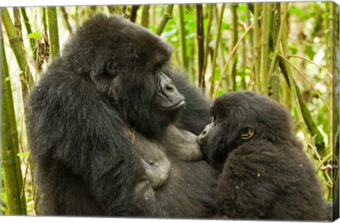 Framed Rwanda, VP, Baby Mountain Gorilla Breast Feeding Print