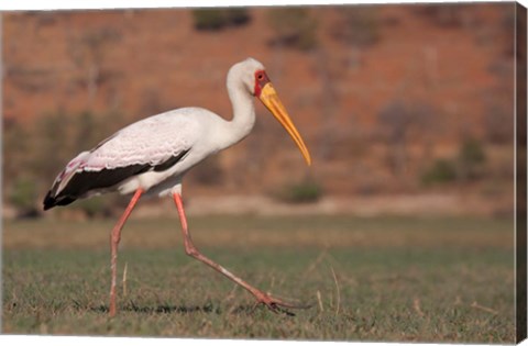 Framed Saddle-billed Stork, Chobe National Park, Botswana Print