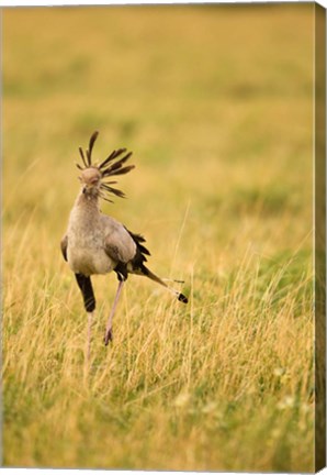 Framed Secretary Bird hunting for food, Lower Mara, Masai Mara Game Reserve, Kenya Print