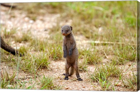 Framed Serengeti, Tanzania, Banded mongoose baby Print