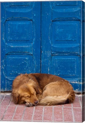 Framed Sleeping Dog, Essaouira, Morocco Print