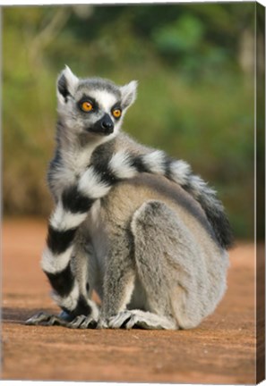Framed Close up of Ring-tailed Lemur, Madagascar Print
