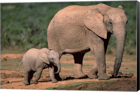 Framed South Africa, Addo Elephant NP, Baby Elephant Print