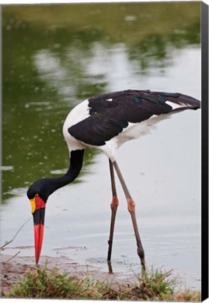 Framed Saddle-billed Stork, Maasai Mara Wildlife Reserve, Kenya Print