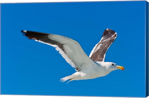 Framed Seagull, Walvis Bay, Erongo Region, Namibia. Print