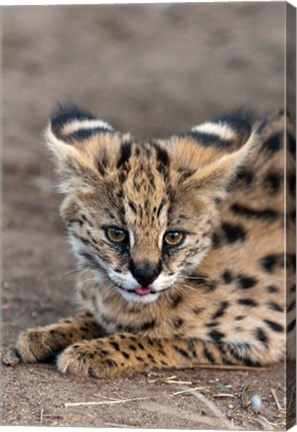 Framed Serval Cat, Kapama Game Reserve, South Africa Print