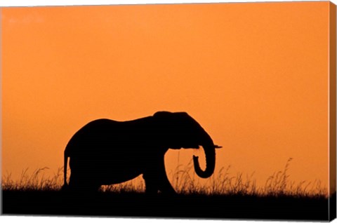 Framed Silhouette of Elephant at sunset, Masai Mara National Reserve, Kenya Print