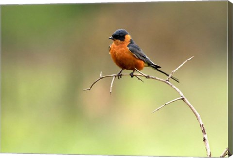 Framed Redbreasted Swallow, Hluhulwe, South Africa Print