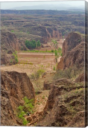 Framed Shepard, Yellow Valley cliff, Taigu, Shanxi, China Print