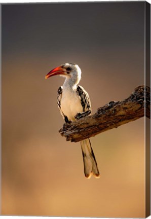 Framed Red-billed Hornbill, Samburu Game Reserve, Kenya Print