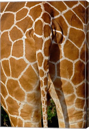 Framed Reticulated Giraffe skin, Samburu Game Reserve, Kenya Print