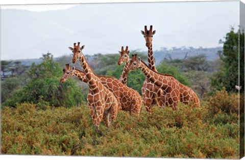 Framed Reticulated Giraffes, Samburu National Reserve, Kenya Print