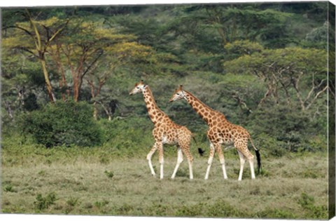 Framed Rothschild&#39;s Giraffe, Lake Nakuru National Park, Kenya Print