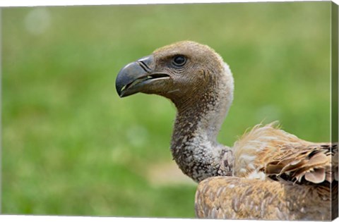 Framed Ruppell&#39;s Vulture, Serengeti National Park, Tanzania Print