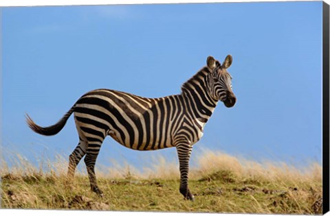 Framed Single Burchell&#39;s Zebra, Masai Mara Game Reserve, Kenya Print