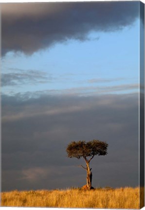 Framed Single Umbrella Thorn Acacia Tree at sunset, Masai Mara Game Reserve, Kenya Print