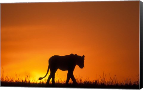 Framed Silhouette of Lion, Masai Mara Game Reserve, Kenya Print