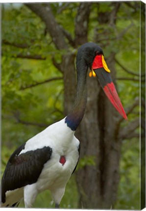 Framed Saddle-billed Stork, Kruger NP, South Africa Print