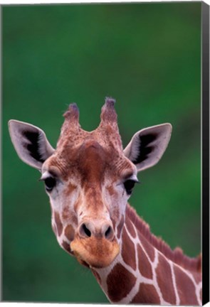 Framed Reticulated Giraffe, Impala Ranch, Kenya Print