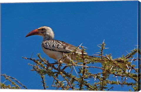 Framed Red-billed Hornbill, Samburu Game Reserve, Kenya Print