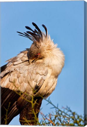 Framed Secretarybird seen in the Masai Mara, Kenya Print