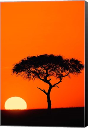 Framed Single Acacia tree at sunrise, Masai Mara, Kenya Print