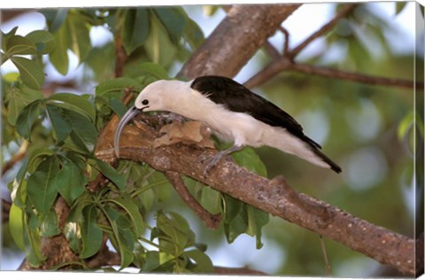 Framed Sickle-billed Vanga, Katsepy, Madagascar Print