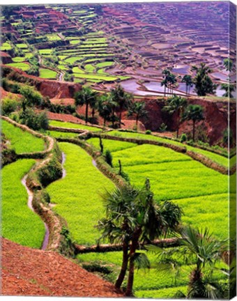 Framed Rice Terraces, Jiayin Village, Honghe, Yunnan, China Print