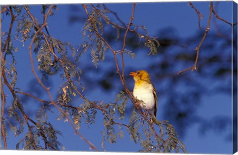 Framed Red-billed Quelea, Zimbabwe Print