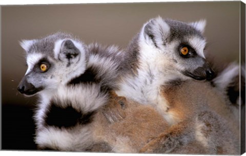 Framed Ring-tailed Lemurs, Berenty Private Reserve, Madagascar Print