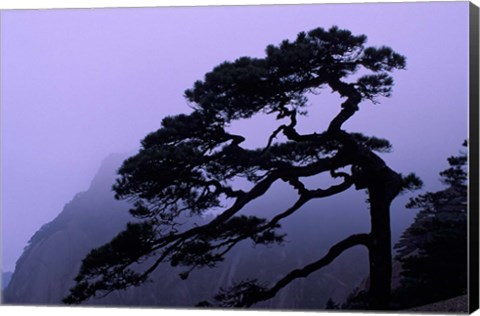 Framed Seeing Off Pine Tree on Mt Huangshan (Yellow Mountain), China Print