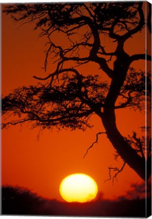 Framed Silhouetted Tree Branches, Kalahari Desert, Kgalagadi Transfrontier Park, South Africa Print