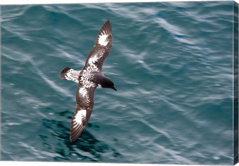 Framed Sea Bird of Cape Petrel, Antarctica Print